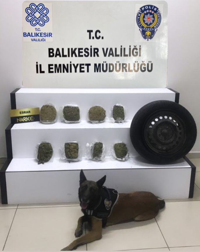 Narkotik dedektör köpeği Cash’tan kaçış yok!